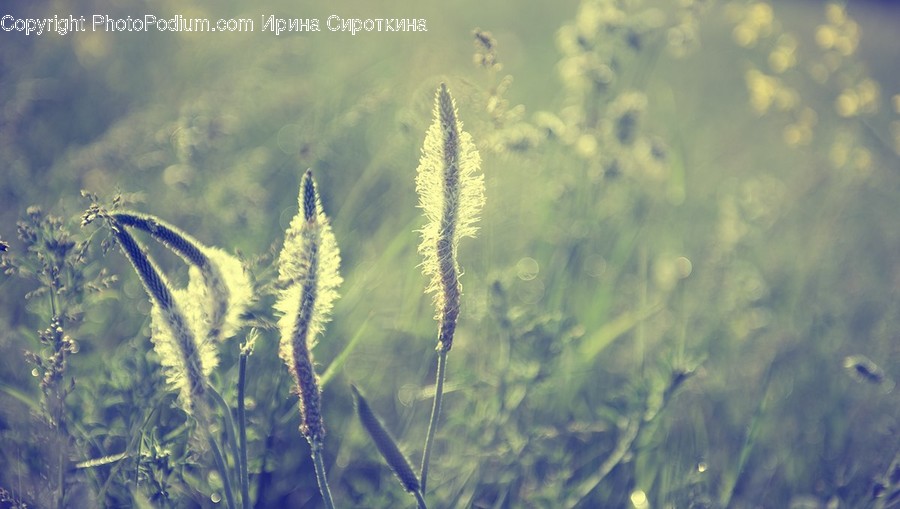 Plant, Grass, Lawn, Vegetation, Reed