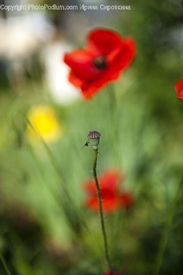 Plant, Flower, Blossom, Poppy, Insect