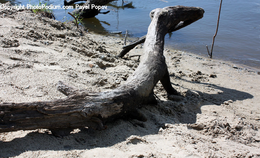 Rock, Driftwood, Wood, Coast, Outdoors, Sea, Water