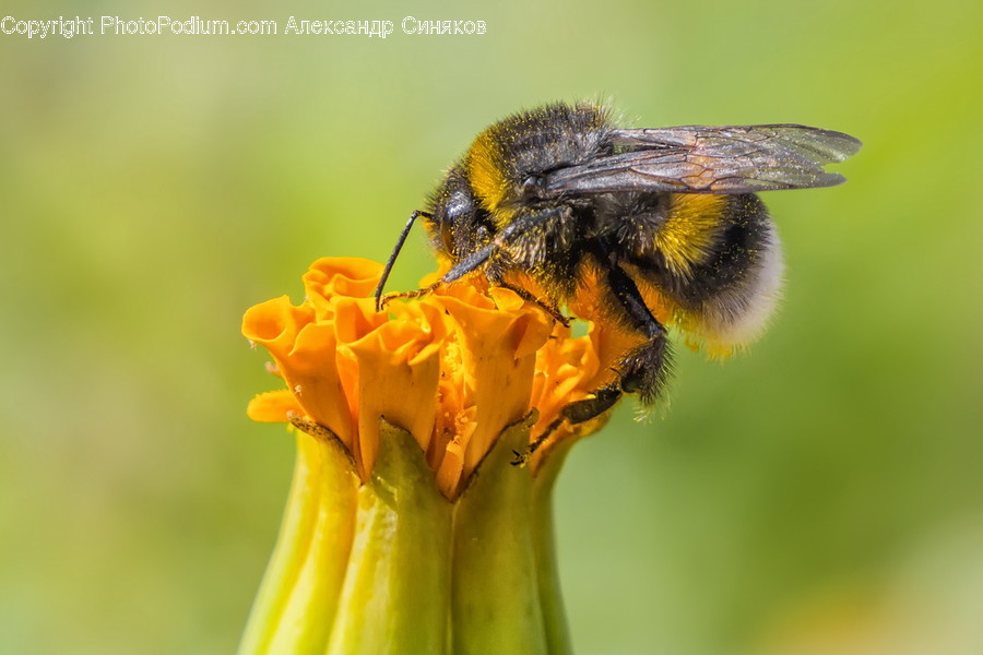 Bee, Insect, Invertebrate, Honey Bee, Animal
