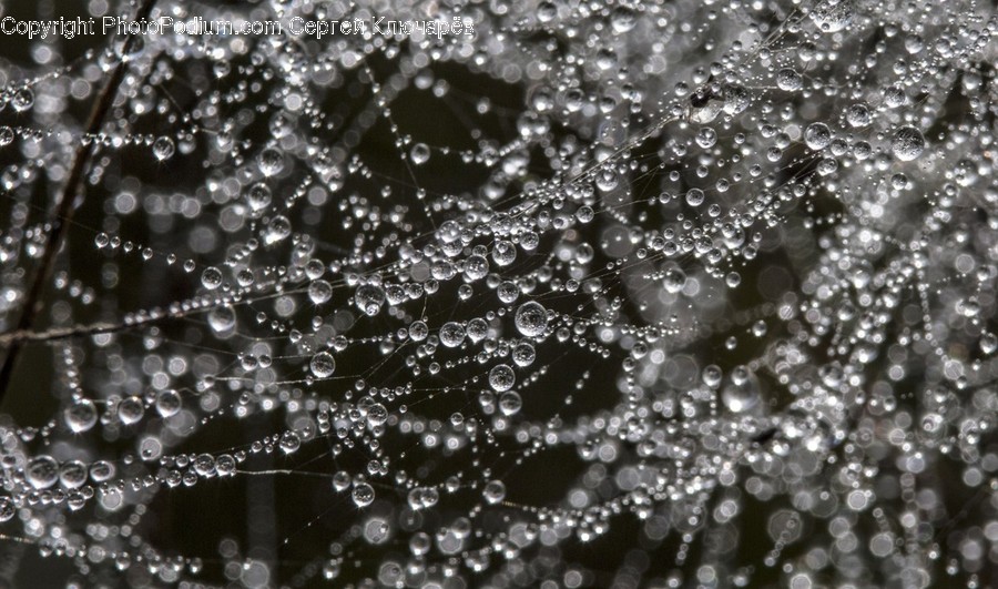 Droplet, Spider Web