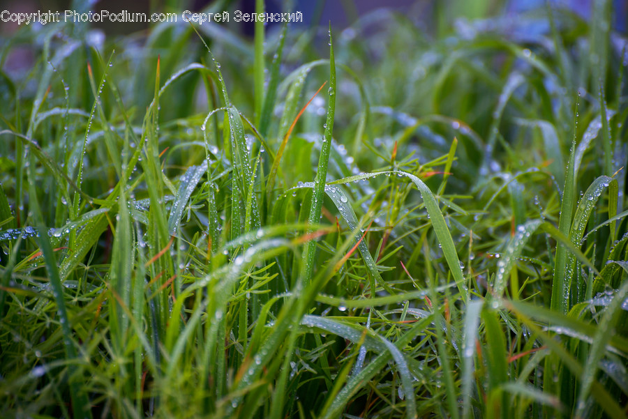 Nature, Outdoors, Grass, Plant, Ice