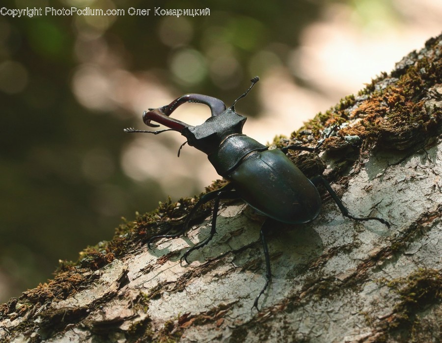 Animal, Invertebrate, Insect, Dung Beetle, Photography