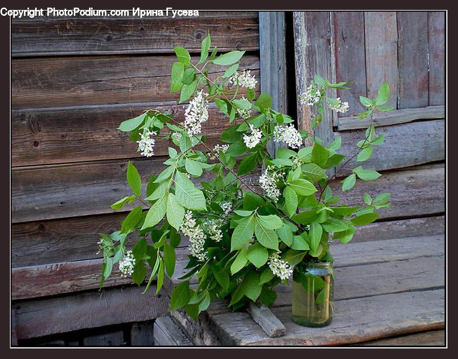 Plant, Potted Plant, Herbal, Herbs, Planter, Ivy, Vine