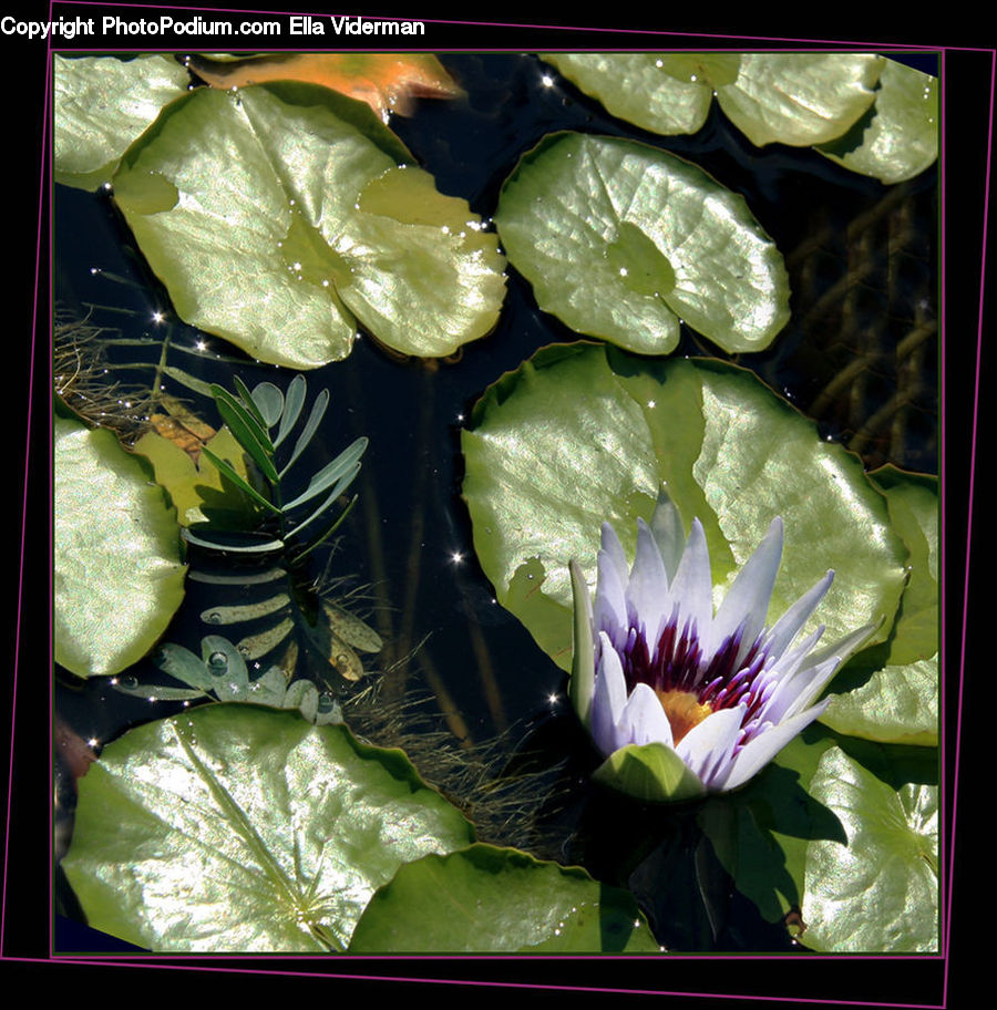 Flower, Lily, Plant, Pond Lily, Cabbage, Produce, Vegetable