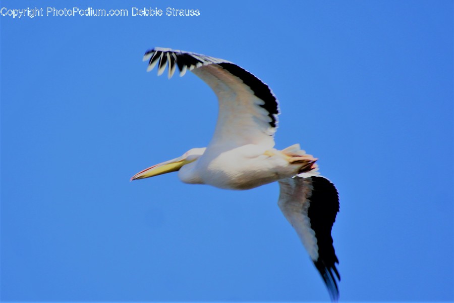 Animal, Bird, Pelican, Flying, Beak