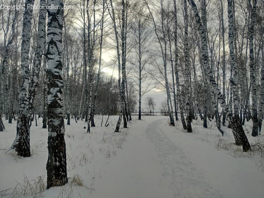 Nature, Outdoors, Snow, Winter, Tree