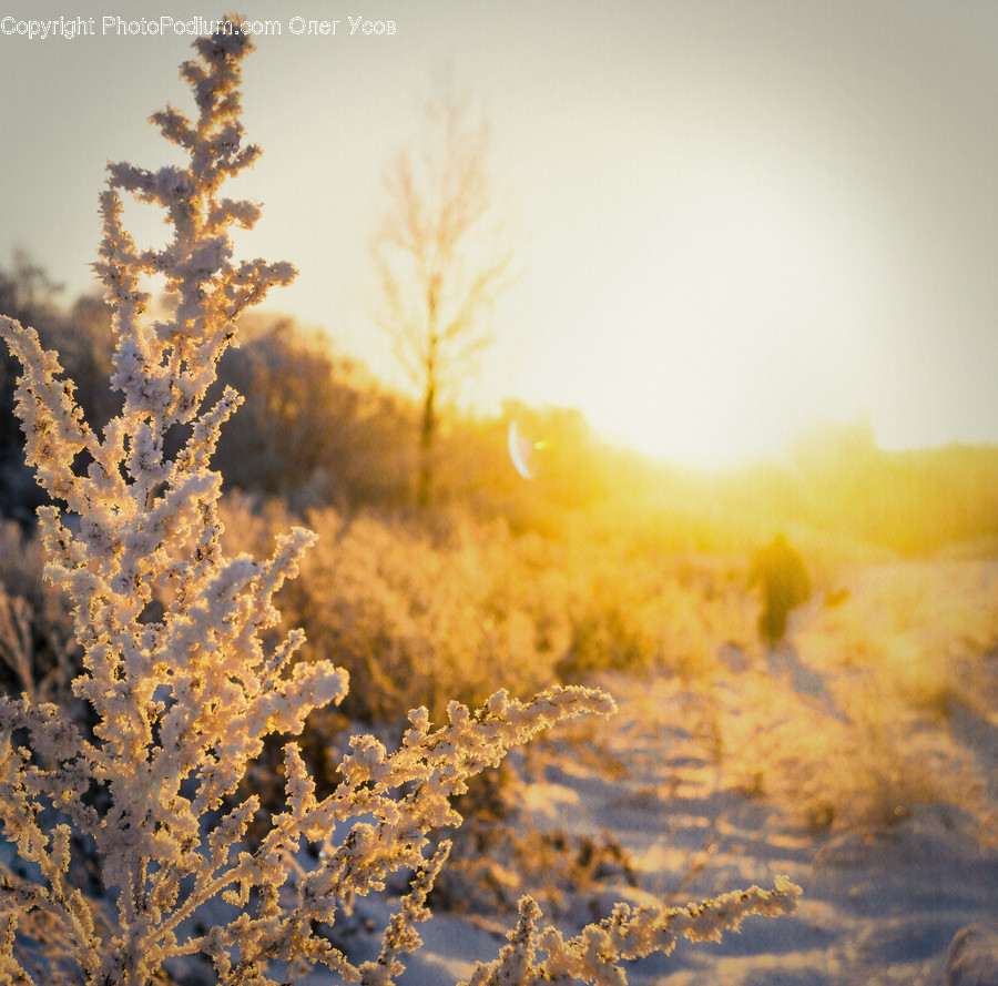 Nature, Outdoors, Ice, Snow, Frost