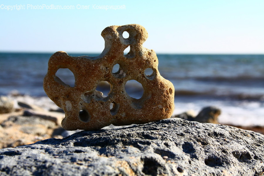 Rust, Bird, Animal