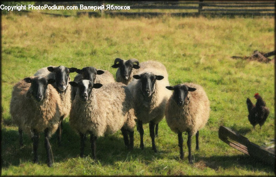 Animal, Mammal, Sheep, Bench, Countryside, Grassland, Meadow
