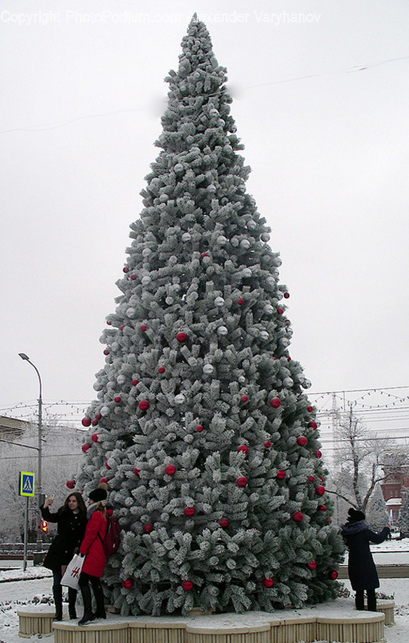 Ornament, Tree, Christmas Tree, Plant, Human