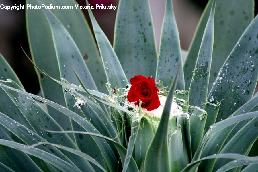 Aloe, Plant, Potted Plant, Blossom, Flower, Rose, Agavaceae