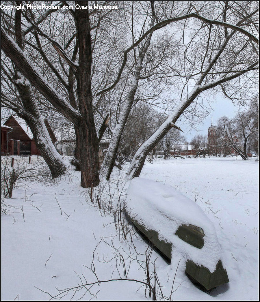 Ice, Outdoors, Snow, Plant, Tree, Oak, Wood