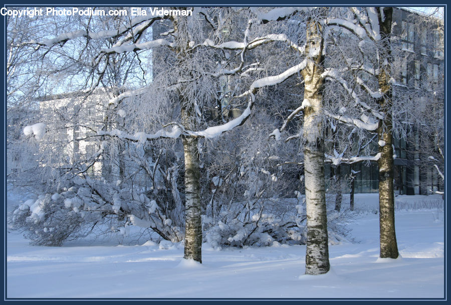 Birch, Tree, Wood, Forest, Vegetation, Conifer, Fir