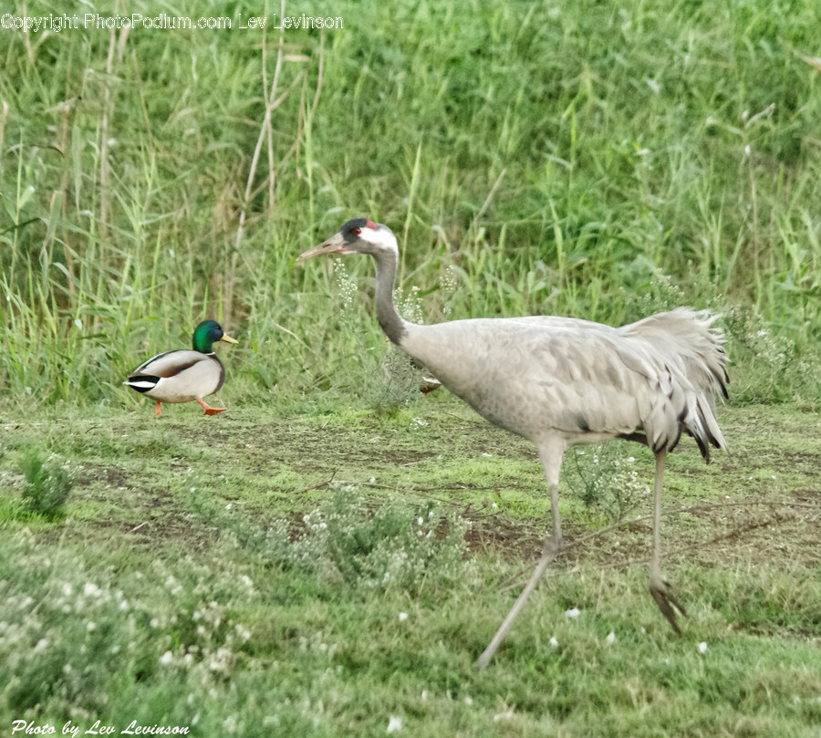 Animal, Bird, Waterfowl, Crane Bird, Field