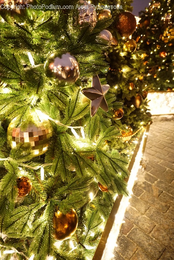 Tree, Ornament, Plant, Christmas Tree, Abies