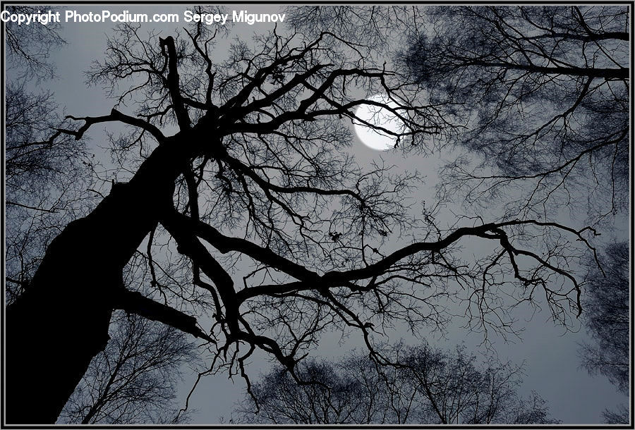 Silhouette, Oak, Tree, Wood, Plant