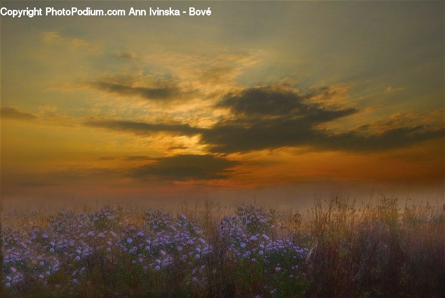 Dawn, Dusk, Sky, Sunrise, Sunset, Field, Grass