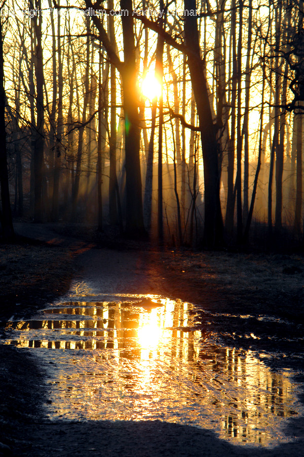 Light, Flare, Sunlight, Puddle, Outdoors
