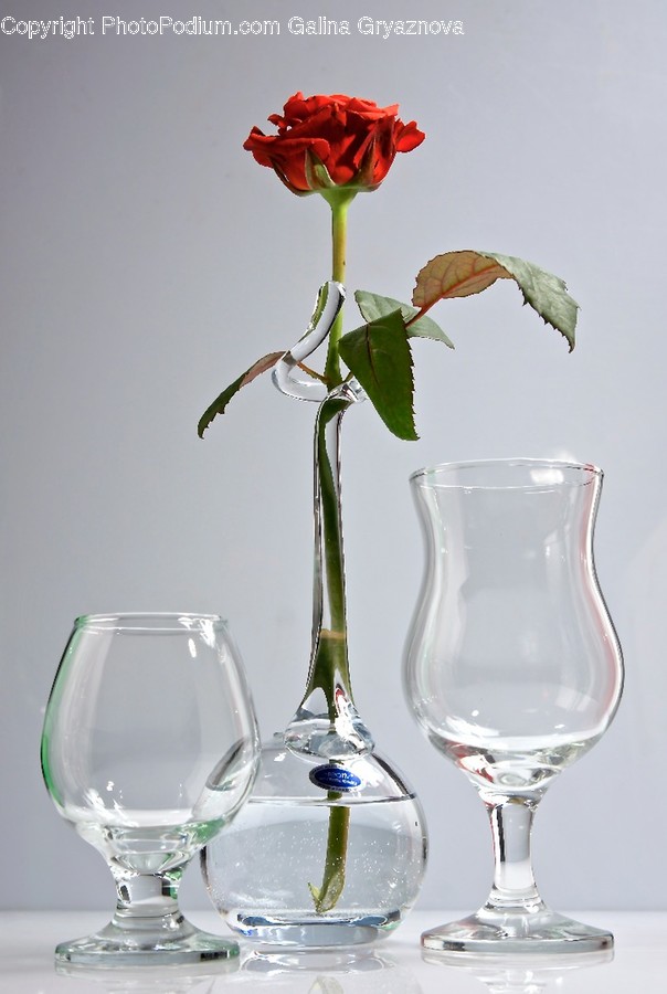 Glass, Goblet, Plant, Blossom, Flower
