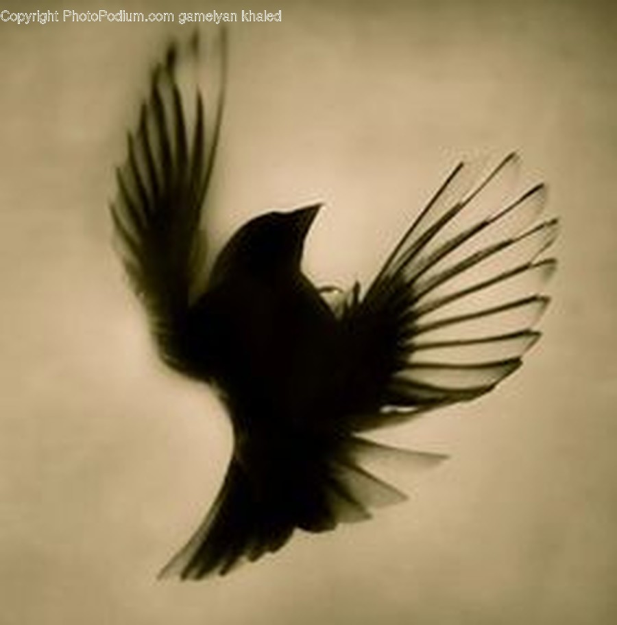 Animal, Bird, Agelaius, Blackbird, Flying