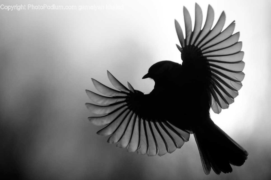 Bird, Animal, Flying, Blackbird, Agelaius