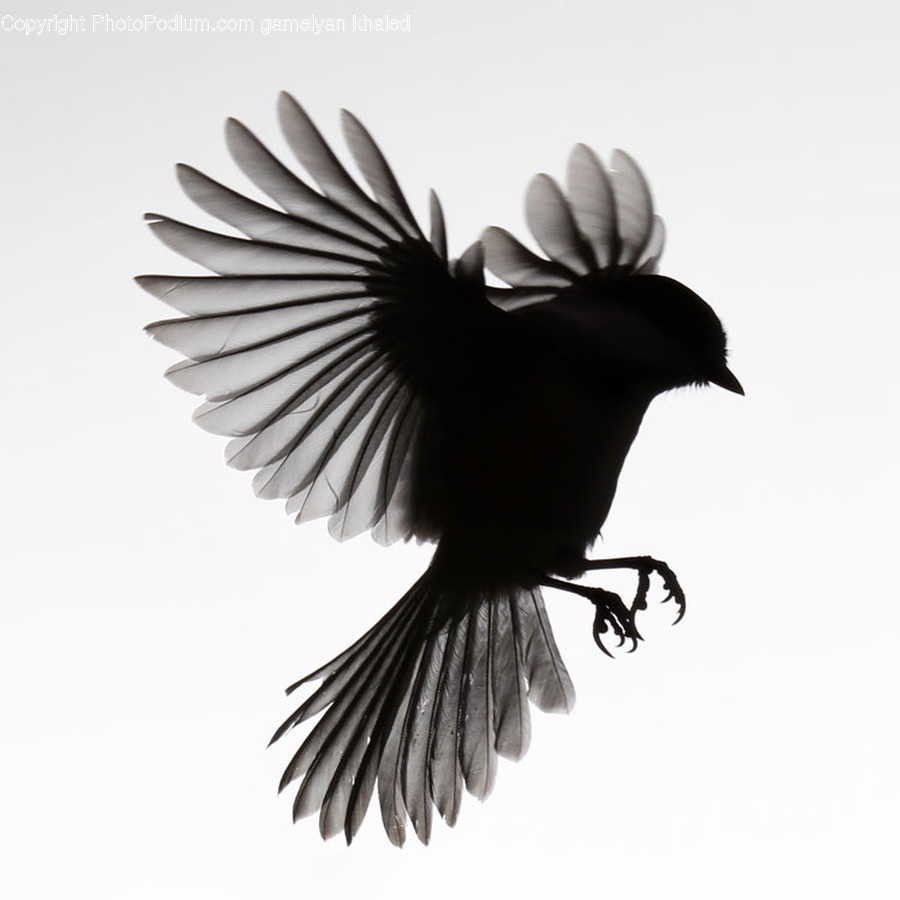 Animal, Bird, Blackbird, Agelaius, Flying