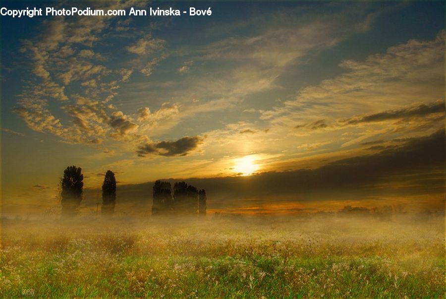 Field, Grass, Grassland, Land, Outdoors, Plant, Landscape