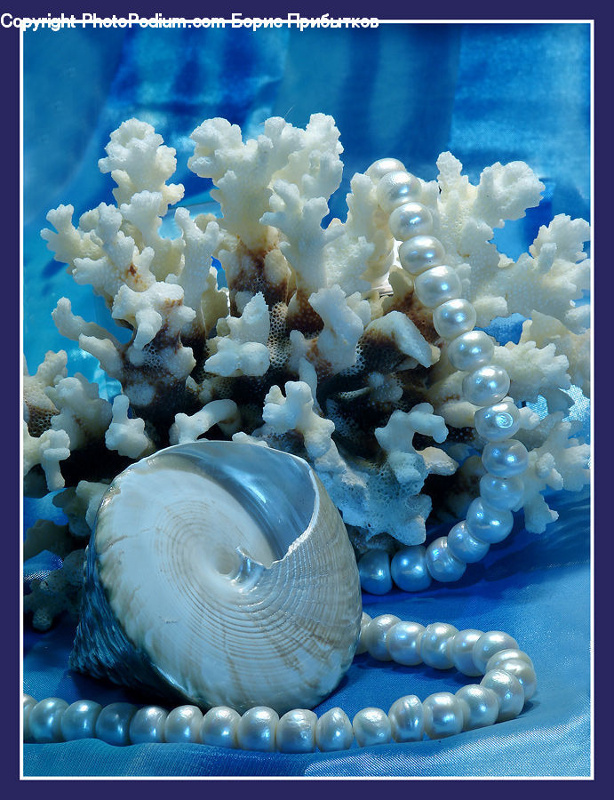 Clam, Sea Life, Seashell, Accessories, Bead, Prayer Beads, Blossom