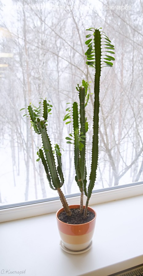 Plant, Cactus, Tree