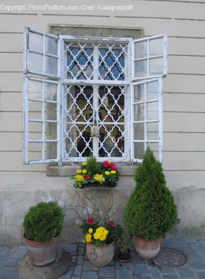 Plant, Blossom, Flower, Flower Arrangement, Window
