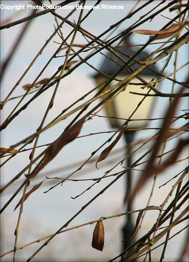 Wire, Grass, Plant, Reed, Field, Grassland, Blossom