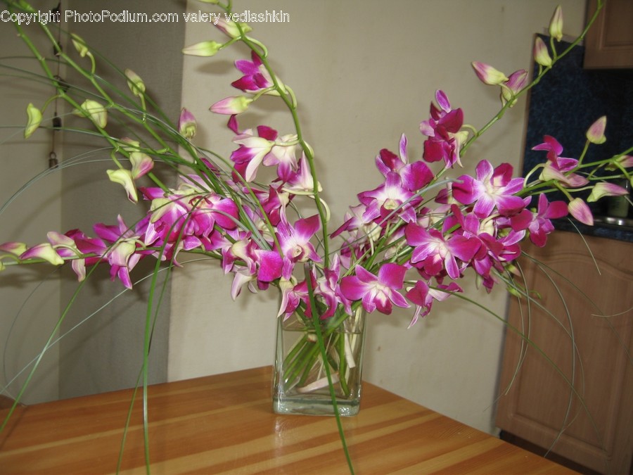 Plant, Vase, Ornament, Blossom, Flower