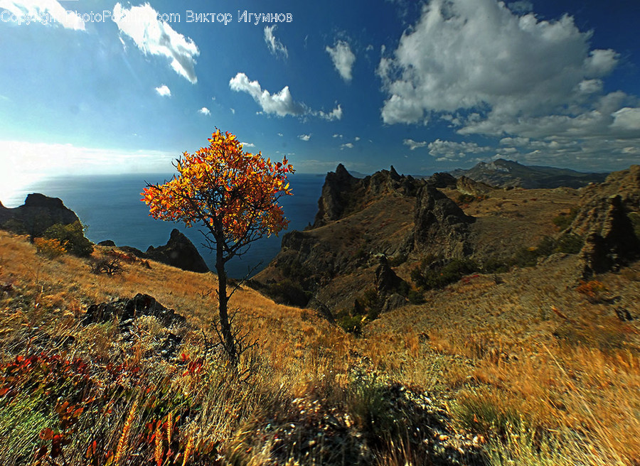 Nature, Outdoors, Plant, Plateau, Tree
