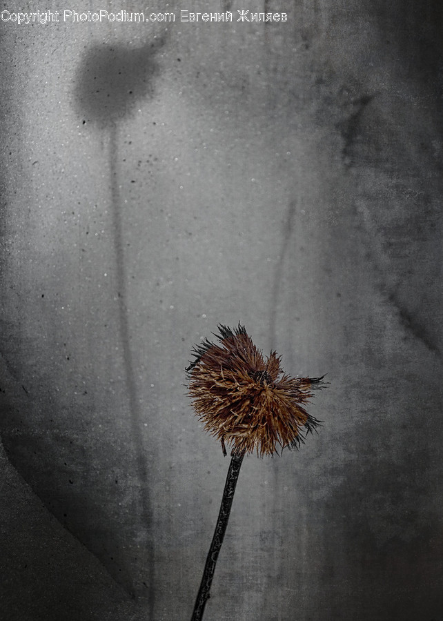 Plant, Blossom, Flower, Tree, Pollen