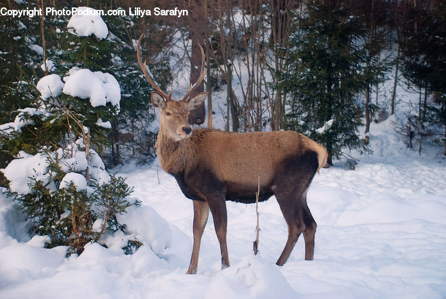 Animal, Deer, Mammal, Wildlife, Elk, Ice, Outdoors