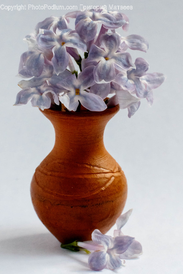 Plant, Blossom, Flower, Vase, Jar