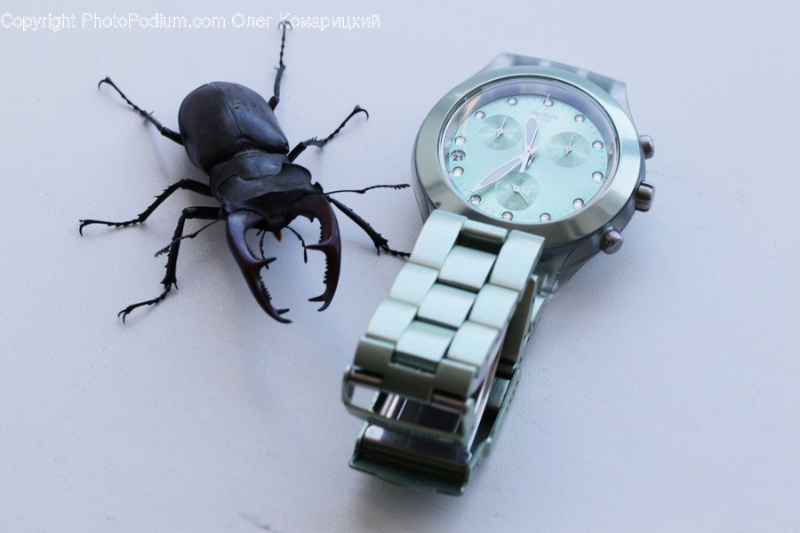 Wristwatch, Arachnid, Spider, Invertebrate, Animal