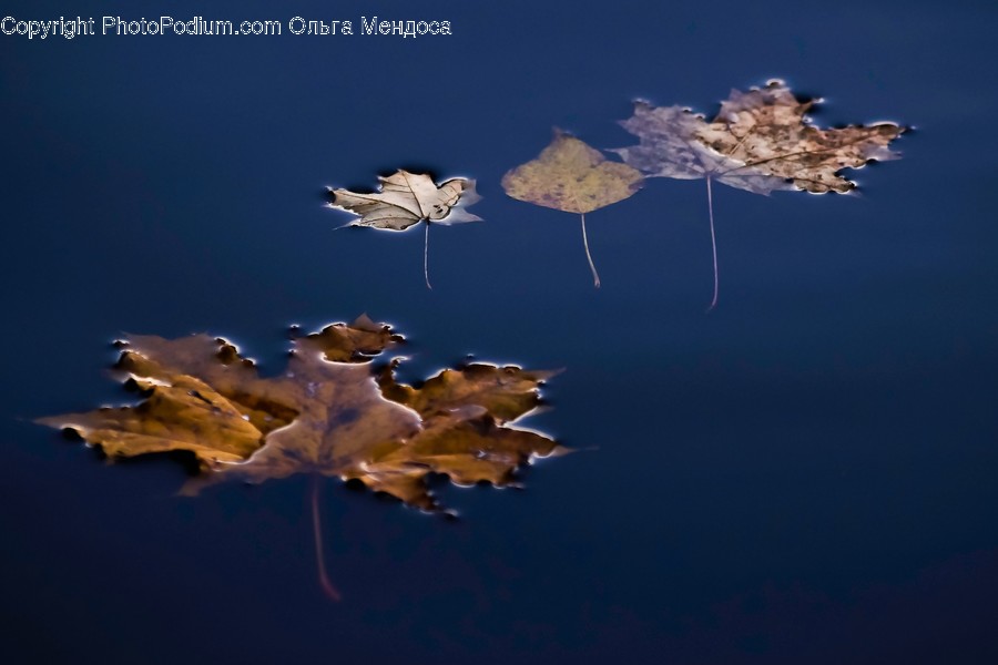 Leaf, Plant, Animal, Bird, Tree