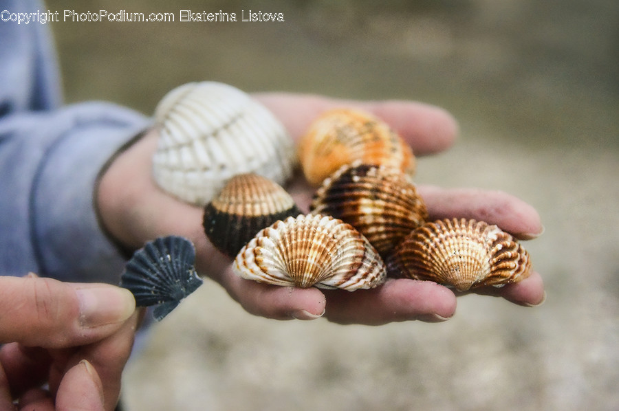 Sea Life, Animal, Clam, Invertebrate, Seashell