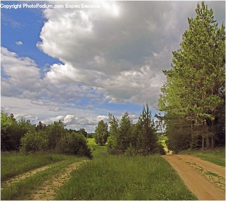 Dirt Road, Gravel, Road, Conifer, Fir, Plant, Tree