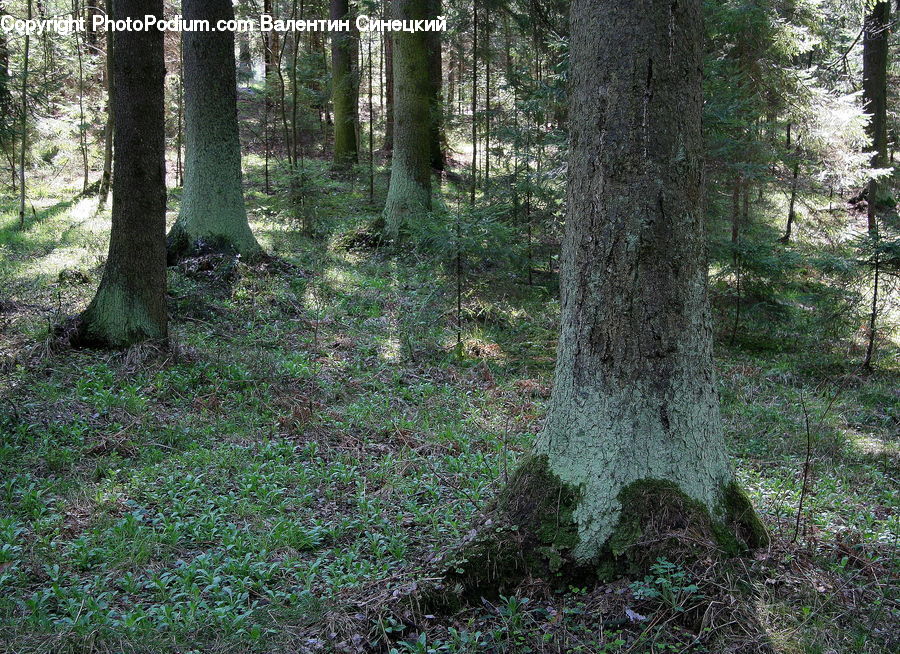 Forest, Vegetation, Grove, Land, Conifer, Fir, Spruce