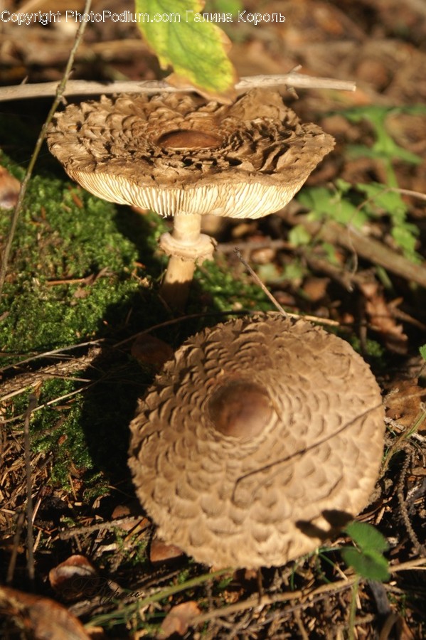 Fungus, Plant, Amanita, Agaric, Mushroom