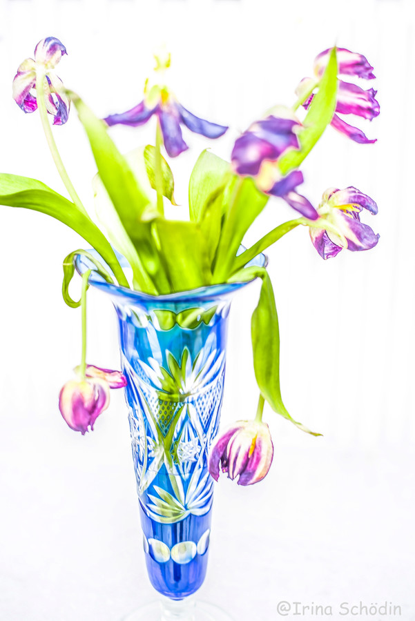 Plant, Jar, Vase, Pottery, Blossom