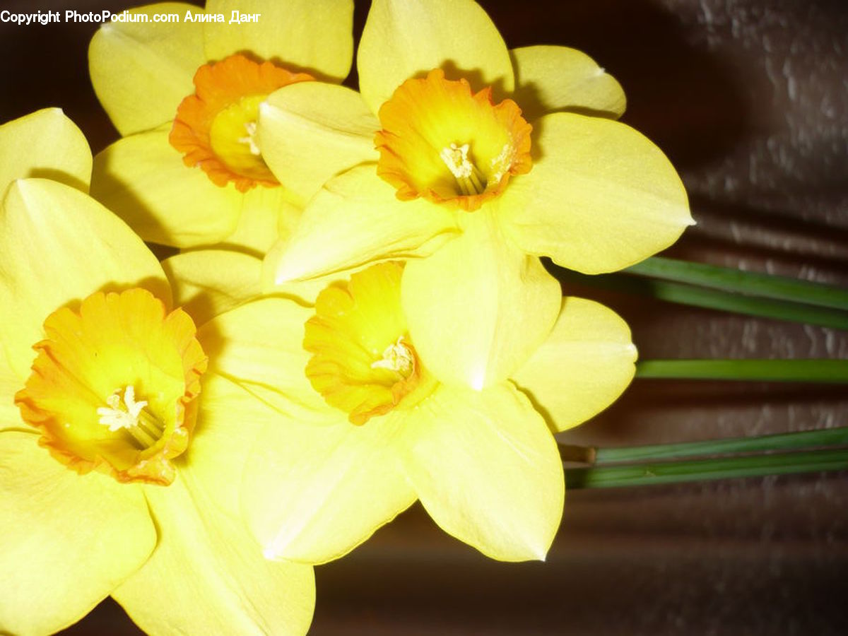 Blossom, Daffodil, Flora, Flower, Plant, Lily, Pond Lily