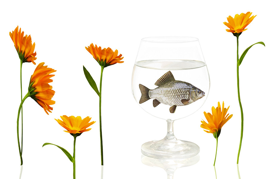Animal, Fish, Glass, Goblet, Flower