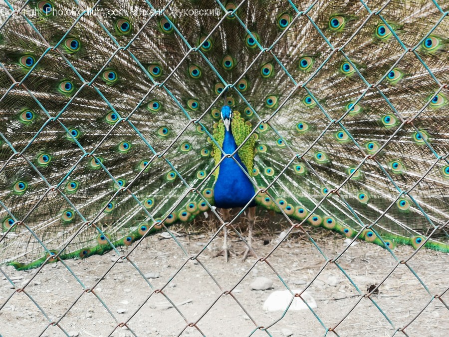 Animal, Bird, Peacock