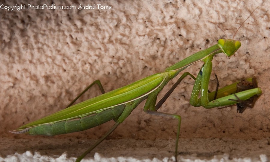 Animal, Insect, Invertebrate, Mantis, Cricket Insect