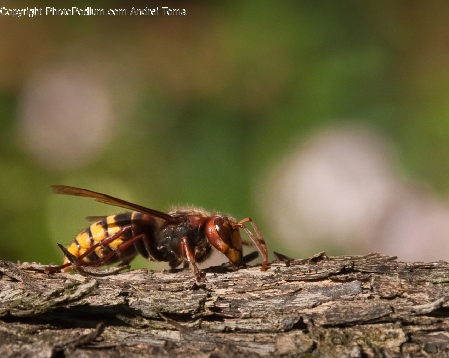 Wasp, Animal, Hornet, Insect, Invertebrate