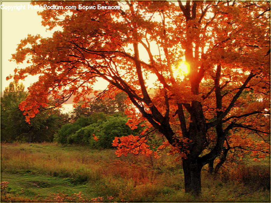 Maple, Tree, Wood, Oak, Plant, Dawn, Dusk